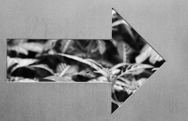 a black and white photo of a leafy plant